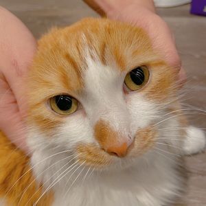 Meet your Posher, Katrina